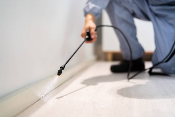 Licensed Wasp Removal service in Bangor, MI - Show Me Pest Control